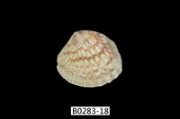 藏品(厚殼縱簾蛤)的圖片